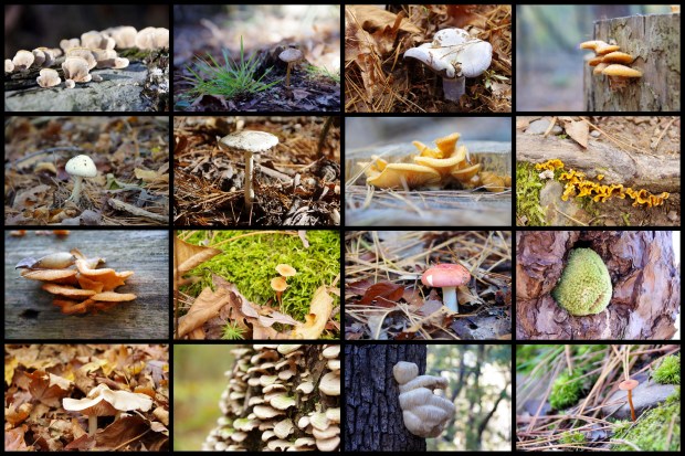 2014-11-November_Edited1